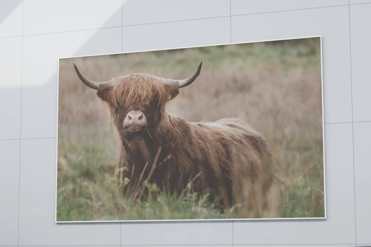 Highland Cattle - Imagem 2